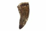 Serrated, Raptor Tooth - Judith River Formation #128542-1